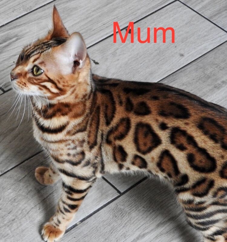 Bengal kittens for sale in Morden, Greater London – 8 weeks old - Image 11 of 15