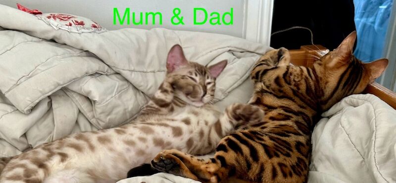 Bengal kittens for sale in Morden, Greater London – 8 weeks old - Image 12 of 15