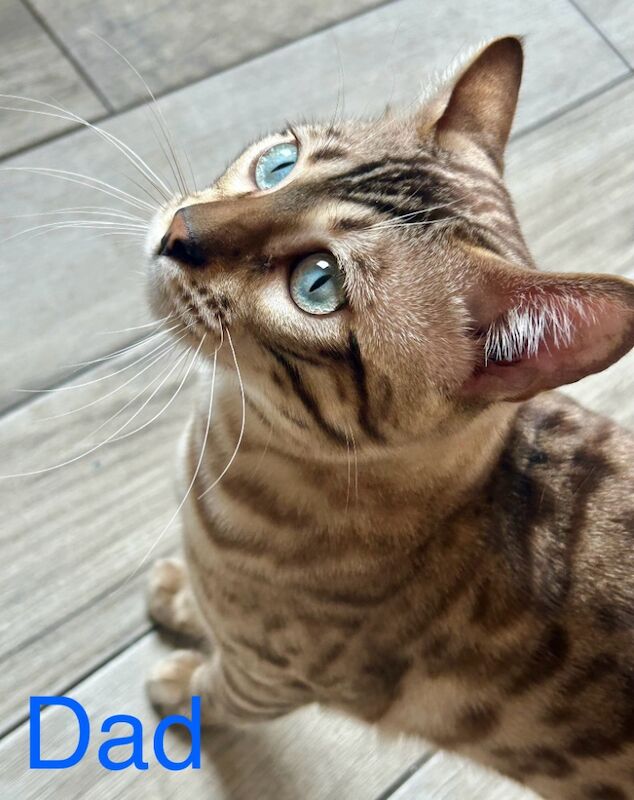 Bengal kittens for sale in Morden, Greater London – 8 weeks old - Image 13 of 15