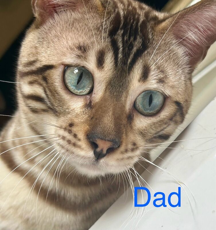Bengal kittens for sale in Morden, Greater London – 8 weeks old - Image 14 of 15