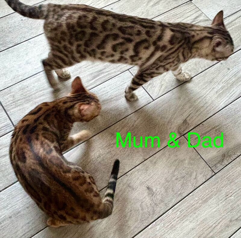 Bengal kittens for sale in Morden, Greater London – 8 weeks old - Image 15 of 15