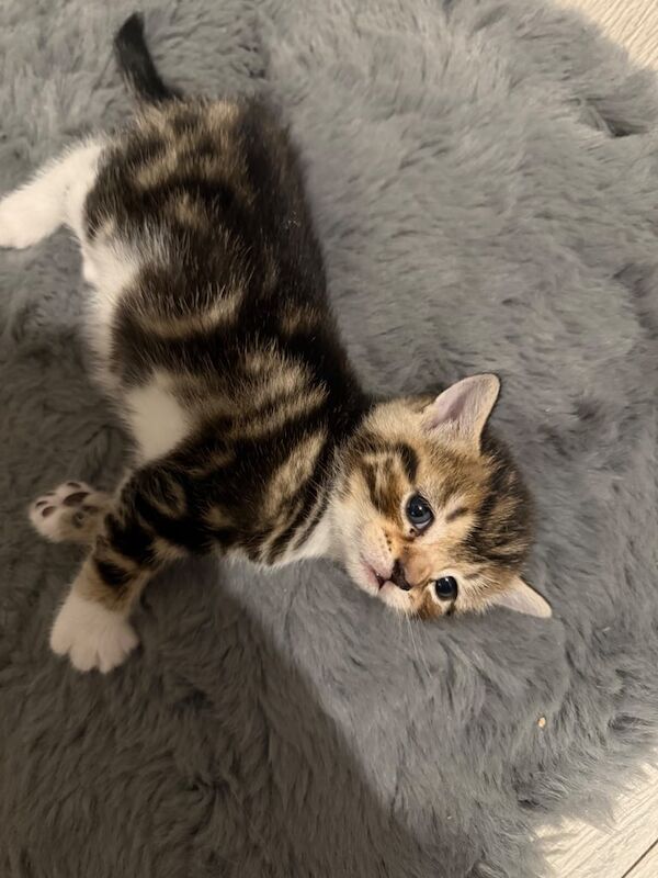 3 TABBY / BENGAL KITTENS for sale in Kennington, Greater London