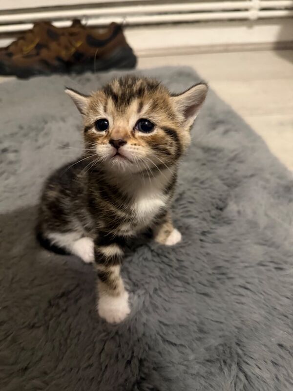 3 TABBY / BENGAL KITTENS for sale in Kennington, Greater London | Image 2