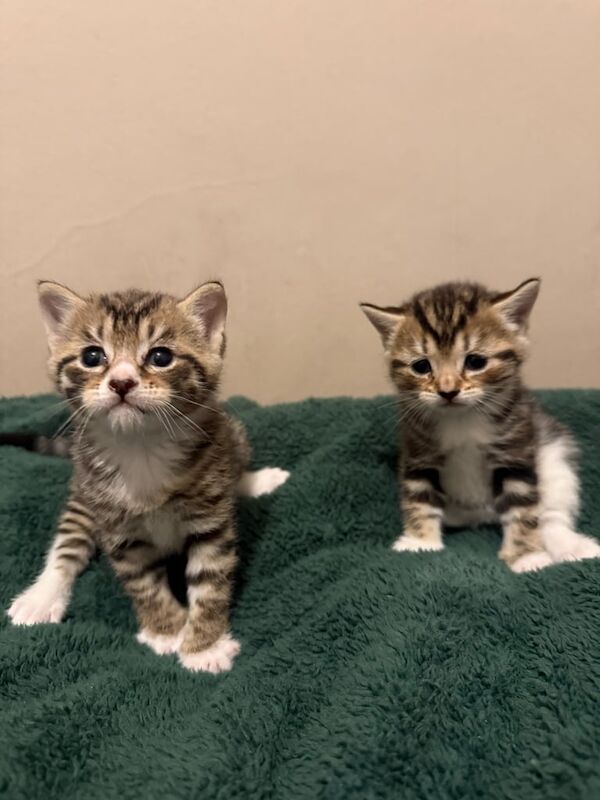 3 TABBY / BENGAL KITTENS for sale in Kennington, Greater London | Image 3