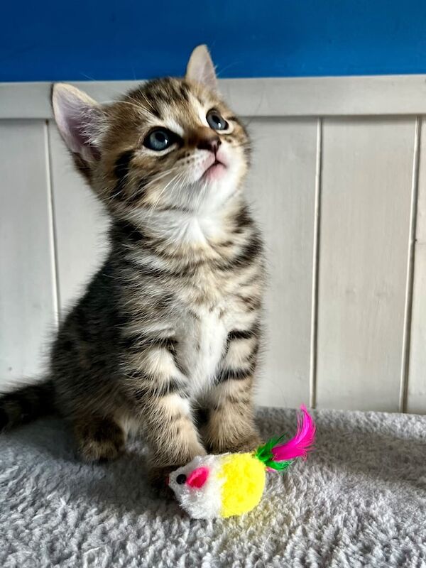 3 very beautiful bengals mix kittens for sale in Market Harborough, Leicestershire