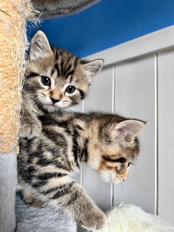 3 very beautiful bengals mix kittens for sale in Market Harborough, Leicestershire | Image 2