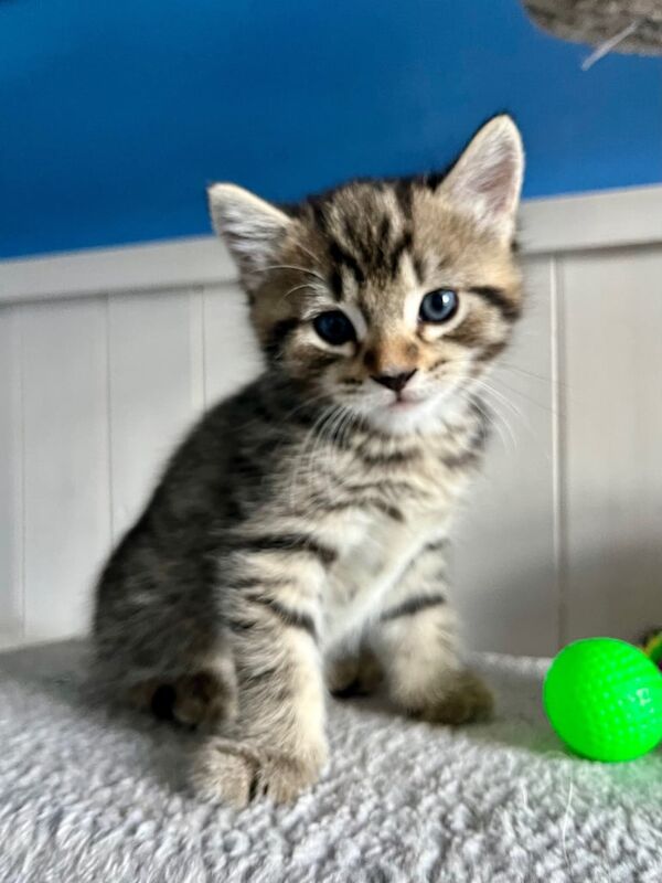 3 very beautiful bengals mix kittens for sale in Market Harborough, Leicestershire | Image 3