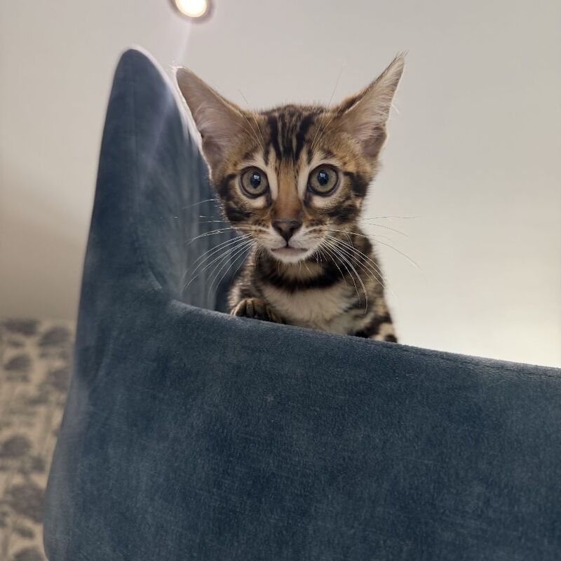 TICA Registered Bengal Kittens For Sale