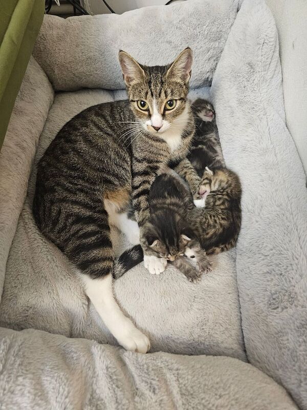 Bengal kittens for sale in South East London, London – 8 weeks old - Image 2 of 2