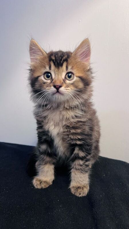 Bengal Kittens For Sale