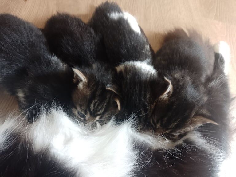 Bengal kittens for sale in Charlbury, Oxfordshire – 4 weeks old