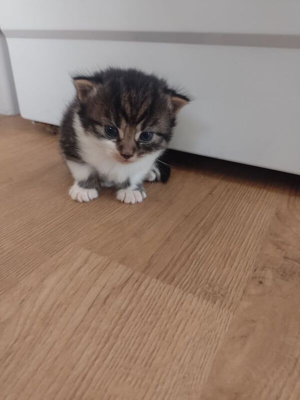 Bengal kittens for sale in Charlbury, Oxfordshire – 4 weeks old - Image 2 of 3