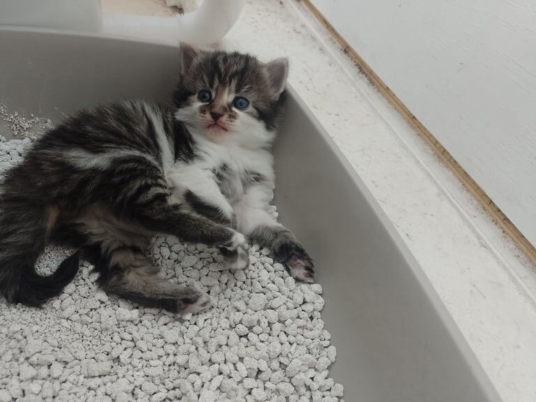 Bengal kittens for sale in Charlbury, Oxfordshire – 4 weeks old - Image 3 of 3