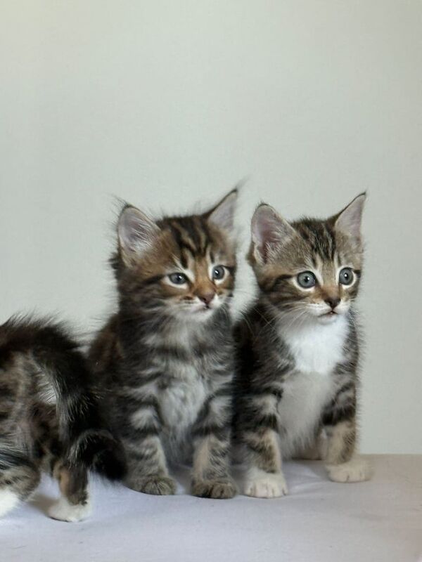 Bengal kittens for sale in Tower Hamlets, Kent – 8 weeks old