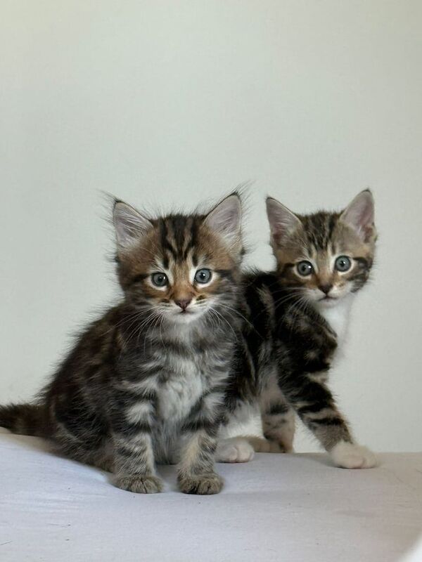 Bengal kittens for sale in Tower Hamlets, Kent – 8 weeks old - Image 2 of 3