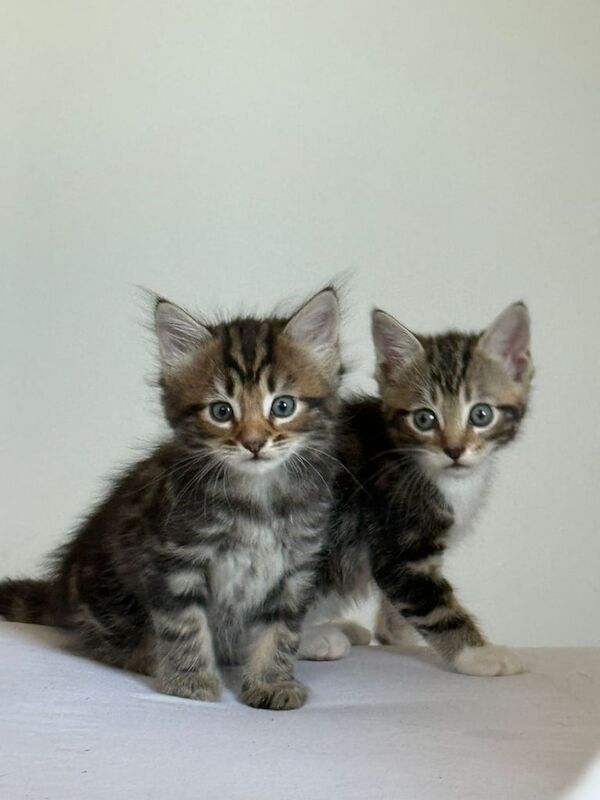 Bengal kittens for sale in Tower Hamlets, Kent – 8 weeks old - Image 3 of 3