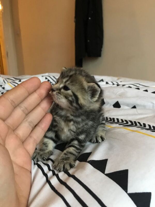Bengal kittens for sale in Northfield, West Midlands – 3 weeks old