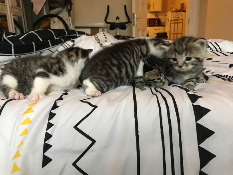 Bengal kittens for sale in Northfield, West Midlands – 3 weeks old - Image 3 of 5