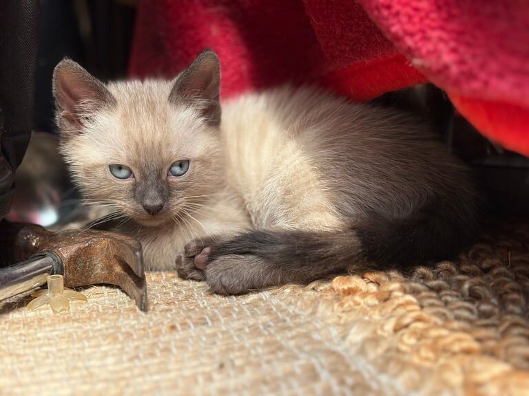 Bengal kittens for sale in Pewsey, Wiltshire – 8 weeks old
