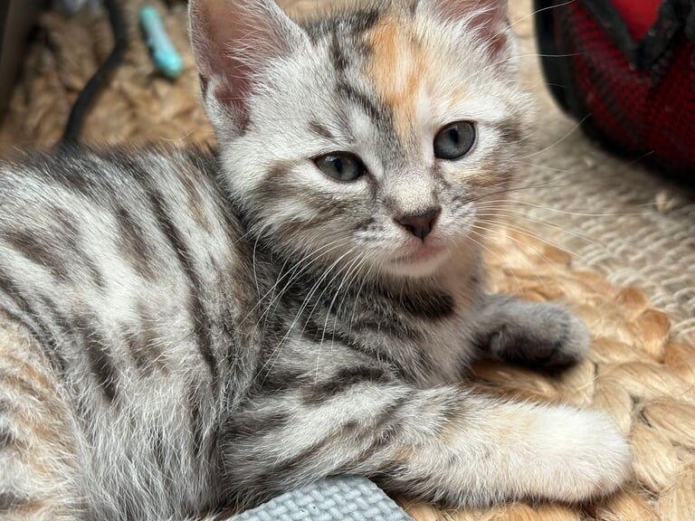 Bengal kittens for sale in Pewsey, Wiltshire – 8 weeks old - Image 2 of 3