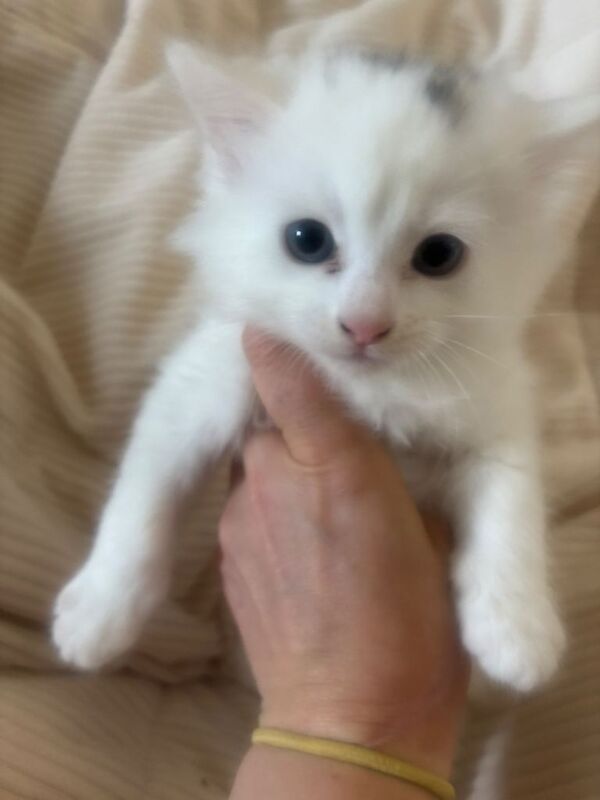 Bengal Kittens For Sale