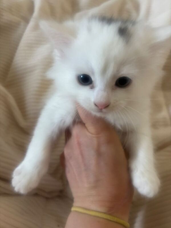 4 bengal cross ragamuffin kittens for sale - Image 2 of 4