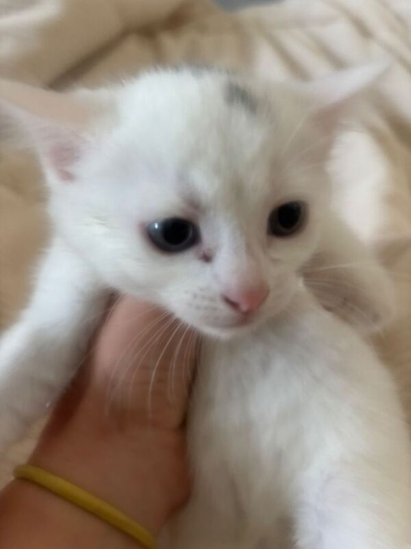 4 bengal cross ragamuffin kittens for sale - Image 3 of 4
