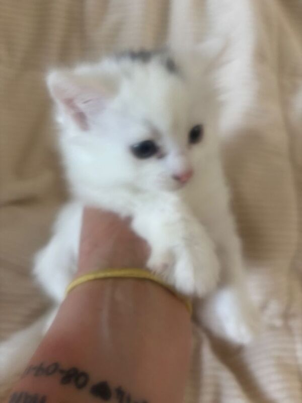 4 bengal cross ragamuffin kittens for sale - Image 4 of 4