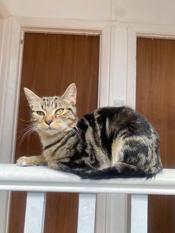 4 cats for sale £60