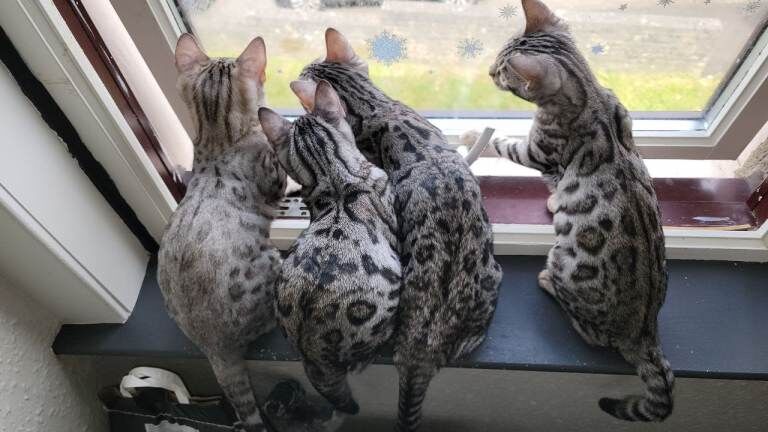 4 Gorgeous Bengal kittens - Image 2 of 4