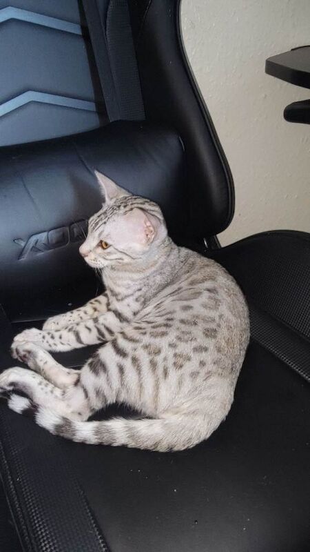 4 Gorgeous Bengal kittens - Image 3 of 4