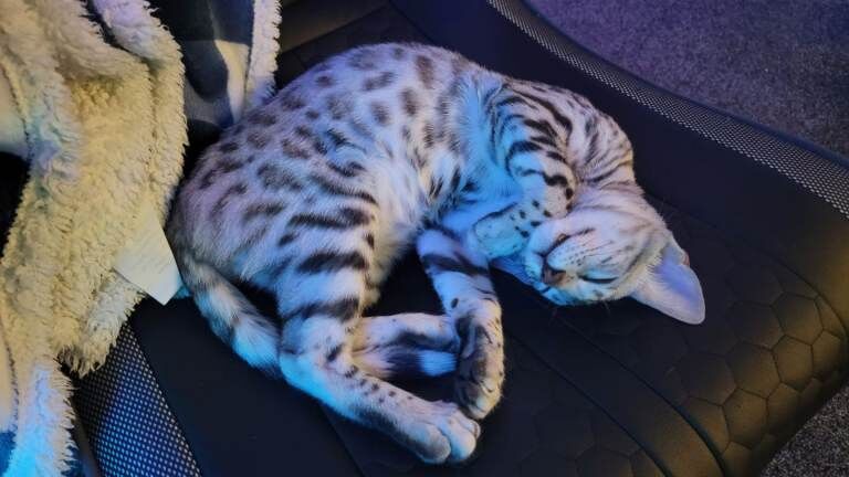 4 Gorgeous Bengal kittens - Image 4 of 4