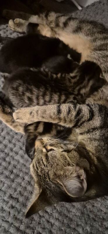 Bengal kittens for sale in Southampton, Hampshire – 2 weeks old