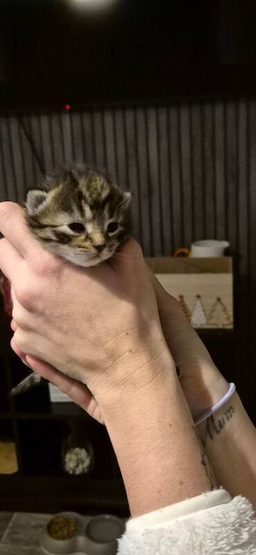 Bengal kittens for sale in Southampton, Hampshire – 2 weeks old - Image 2 of 5