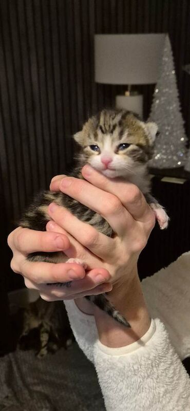 Bengal kittens for sale in Southampton, Hampshire – 2 weeks old - Image 3 of 5