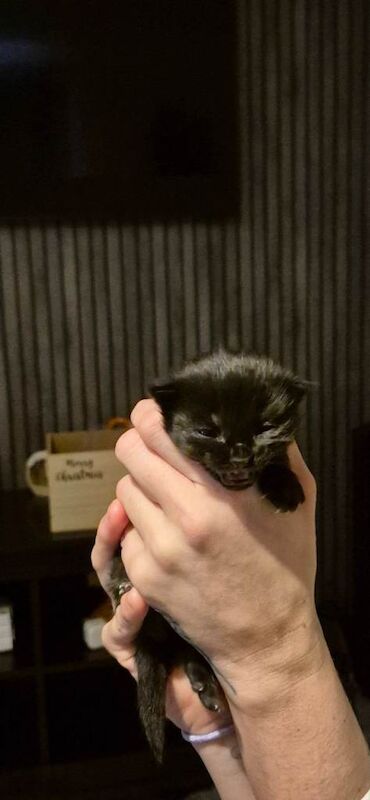 Bengal kittens for sale in Southampton, Hampshire – 2 weeks old - Image 4 of 5