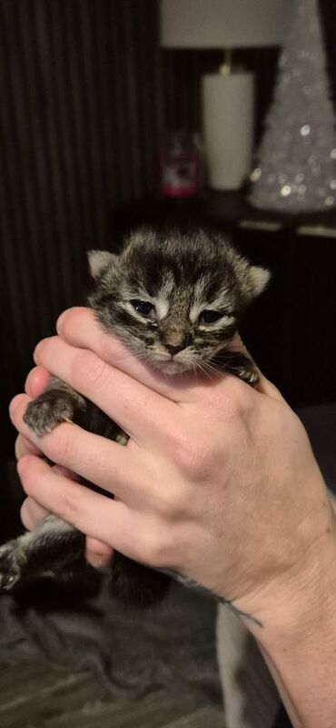 Bengal kittens for sale in Southampton, Hampshire – 2 weeks old - Image 5 of 5
