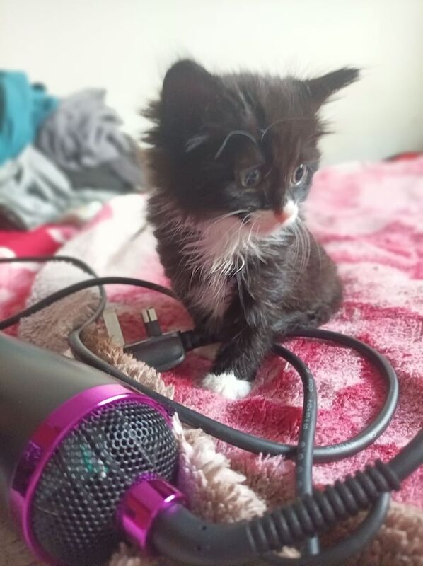 Bengal kittens for sale in Hounslow, Greater London – 9 weeks old - Image 2 of 3