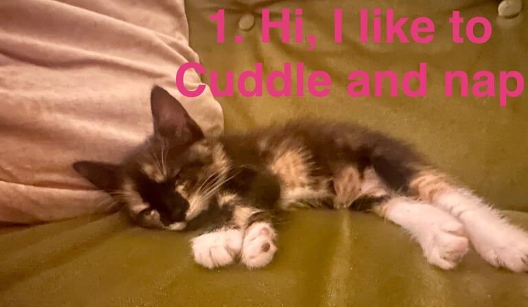 Bengal kittens for sale in Bedworth, Warwickshire – 7 weeks old