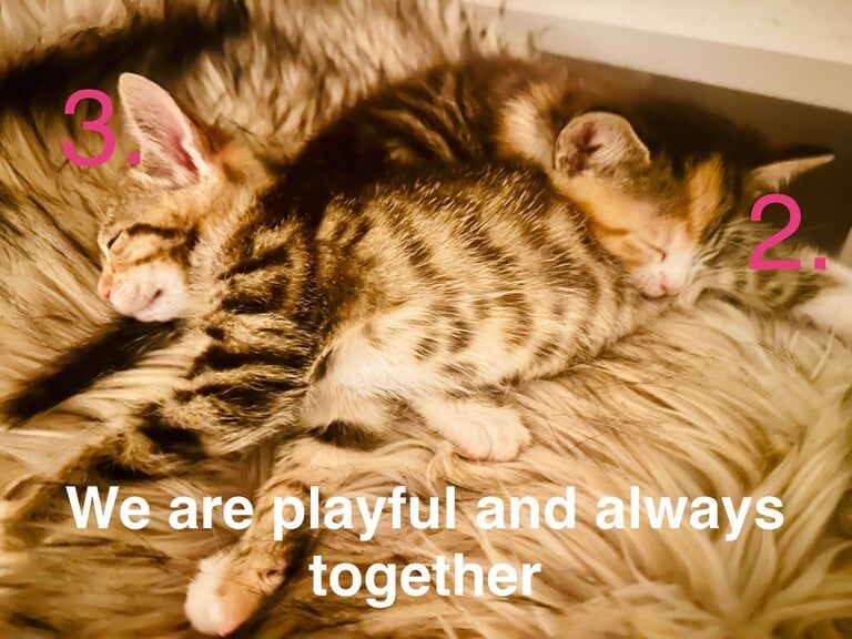 Bengal kittens for sale in Bedworth, Warwickshire – 7 weeks old - Image 2 of 3