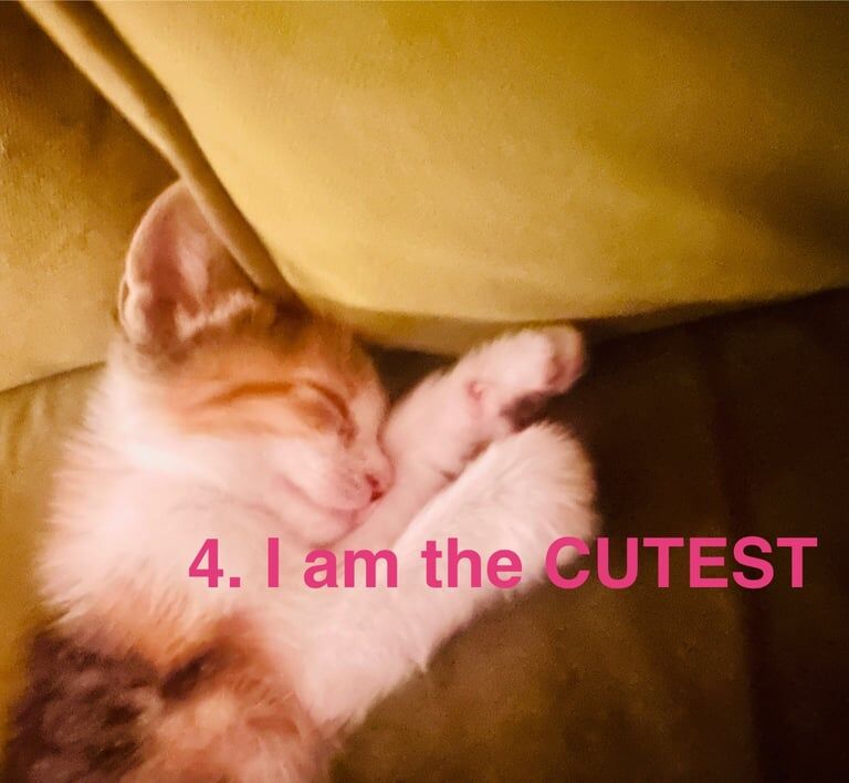 Bengal kittens for sale in Bedworth, Warwickshire – 7 weeks old - Image 3 of 3
