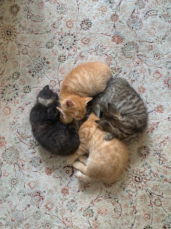 4 Lovely Kittens Ready for sale in Hampton, Greater London