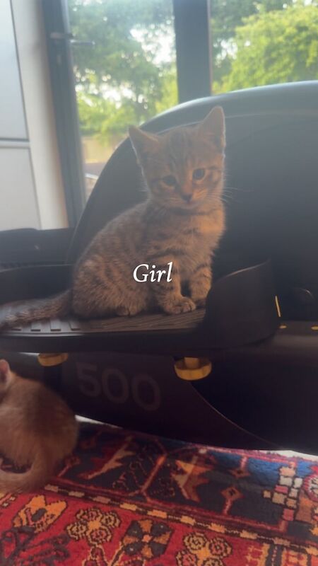 4 Lovely Kittens Ready for sale in Hampton, Greater London | Image 2