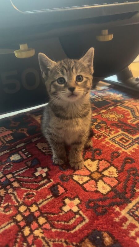 4 Lovely Kittens Ready for sale in Hampton, Greater London | Image 3