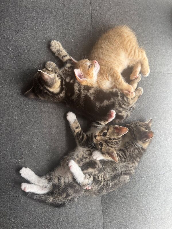 Bengal kittens for sale in South Croydon, Greater London – 9 weeks old