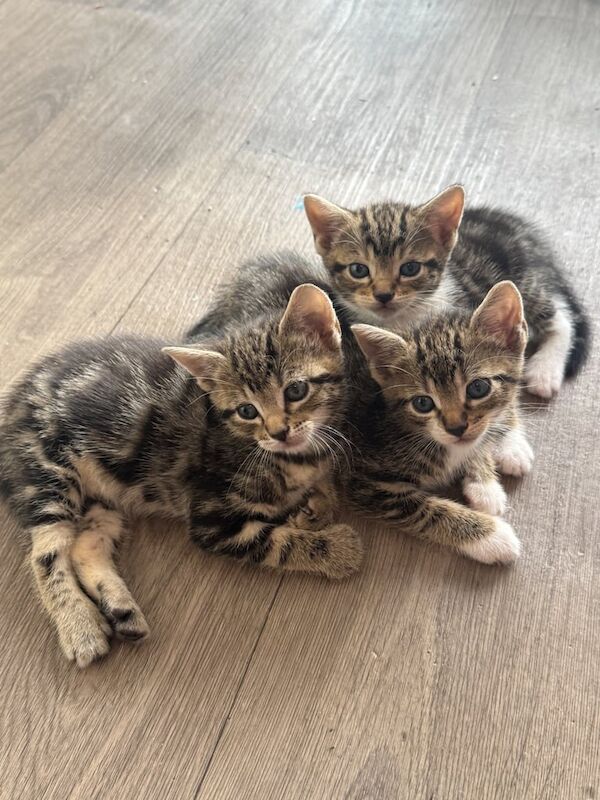 Bengal kittens for sale in South Croydon, Greater London – 9 weeks old - Image 2 of 2