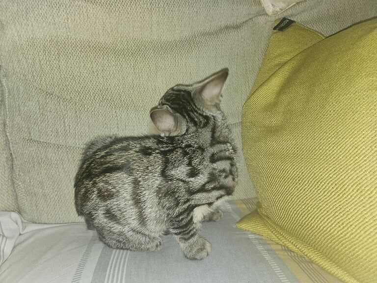 Bengal kittens for sale in South East London, London – 3 months old