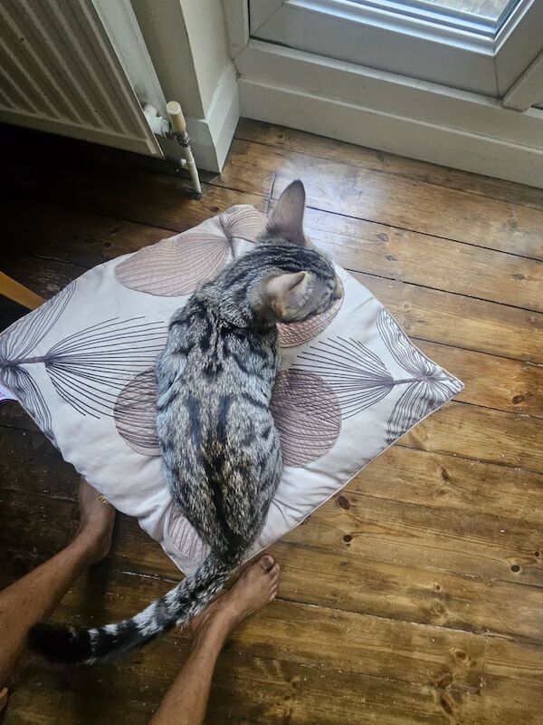 Bengal kittens for sale in South East London, London – 3 months old - Image 2 of 3