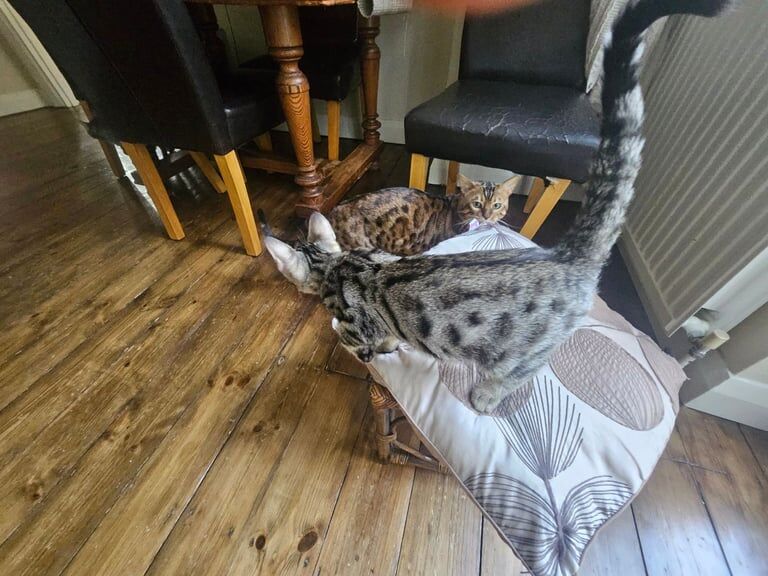 Bengal kittens for sale in South East London, London – 3 months old - Image 3 of 3