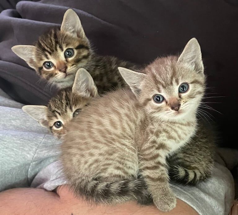 4 x Beautiful Bengal X Kittens for sale in Cambridge, Cambridgeshire